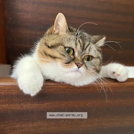 Foto 1/1 Wiedergefundene Katze Verloren in Esch Sur Alzette