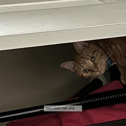 Photo 1/1 Reunited cat Lost in Kennesaw