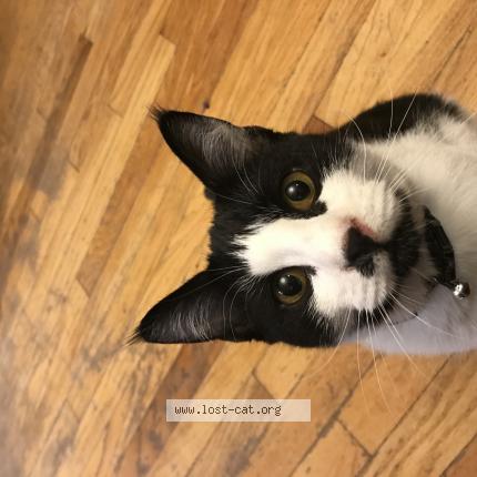 Photo 1/1 Reunited cat Lost in Crete