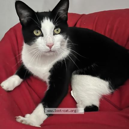 Photo 1/1 Cat reunited Lost in Dundas