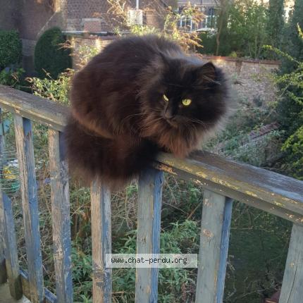 Foto 1/2 Kat teruggevonden Vermist in Drogenbos
