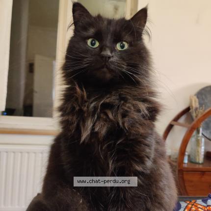 Foto 2/2 Kat teruggevonden Vermist in Drogenbos