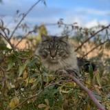 Picture of cat lost at Vic Le Fesq