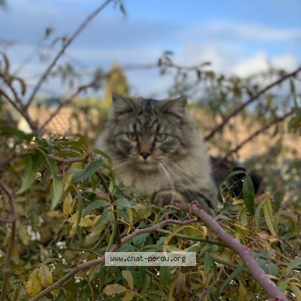 Photo 1/1 Razmo Chat lost in Vic le fesq