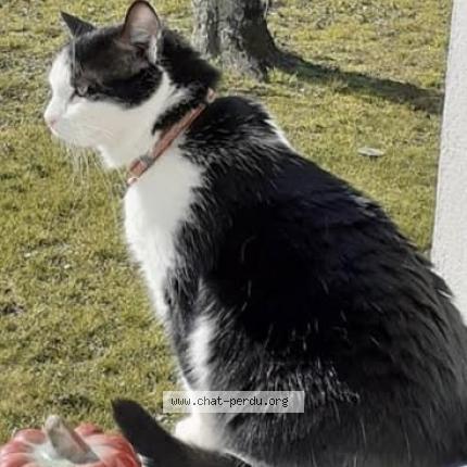 Photo 1/1 Cat reunited Lost in Sampans