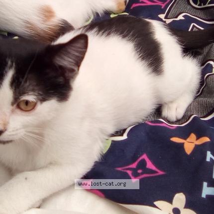 Photo 1/1 Reunited cat Lost in Los Angeles