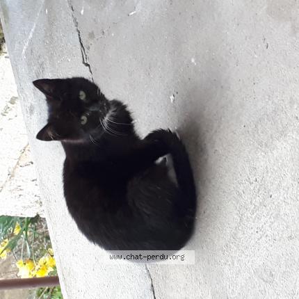 Photo 1/1 Noisette Chat lost in Sin le noble