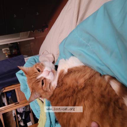 Photo 1/1 Cat reunited Lost in Toronto