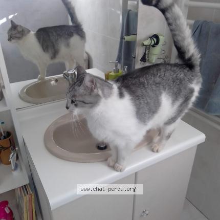 Foto van vermiste kat in Kraainem