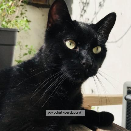 Foto van vermiste kat in Ixelles
