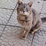 Picture of cat lost at Hornaing