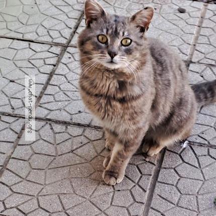 Photo 1/1 POUSSIN Chat lost in Hornaing