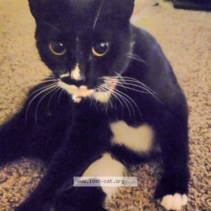 Photo 1/1 Reunited cat Lost in Westville