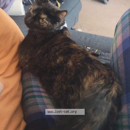 Picture of cat lost at Virginia Beach