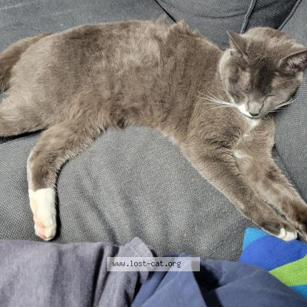 Photo 1/1 Reunited cat Lost in Monroe