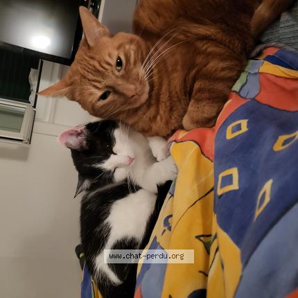 Foto einer verlorenen Katze in Les Brenrts