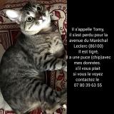 Picture of cat lost at Chatellerault