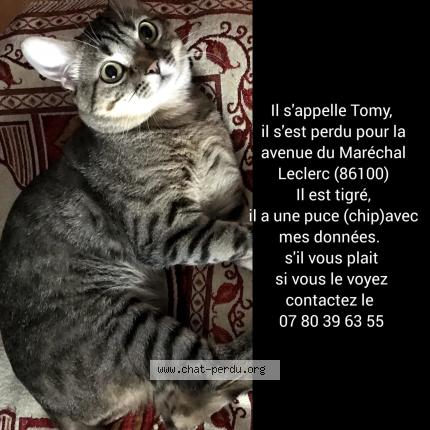 Photo 1/1 Tommy Chat lost in Chatellerault