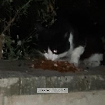 Photo 1/1 BOUILLON Chat lost in Dole