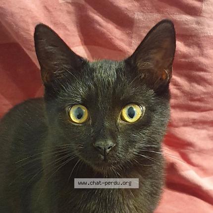 Foto van vermiste kat in Nimy
