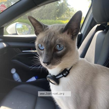 Photo 1/1 Reunited cat Lost in East Brunswick