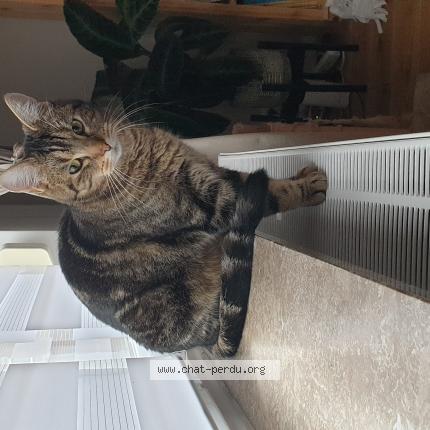 Foto 1/1 Kat teruggevonden Vermist in Ans