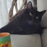 Picture of cat lost at Tournefeuille