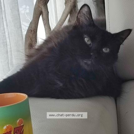 Photo 1/1 Cat reunited Lost in Tournefeuille