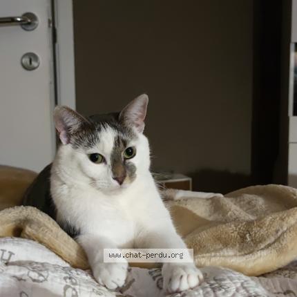 Foto 1/1 Kat teruggevonden Vermist in Framont