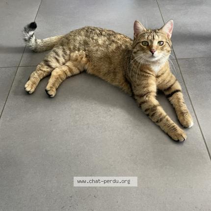Foto van gevonden kat in Arquennes