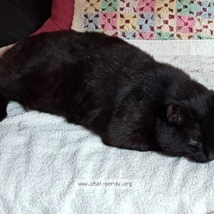 Photo 1/1 Cat reunited Lost in Garancieres