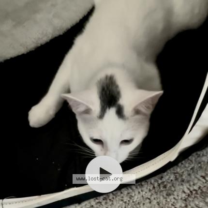 Picture of cat lost at Salem