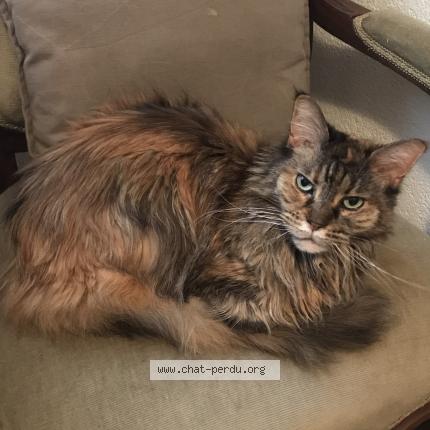 Foto 1/1 Wiedergefundene Katze Verloren in Lonay