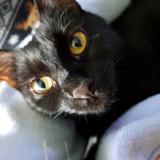 Picture of cat lost at Dorval