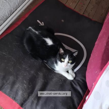 Foto 1/1 Kat teruggevonden Vermist in Leval Trahegnies