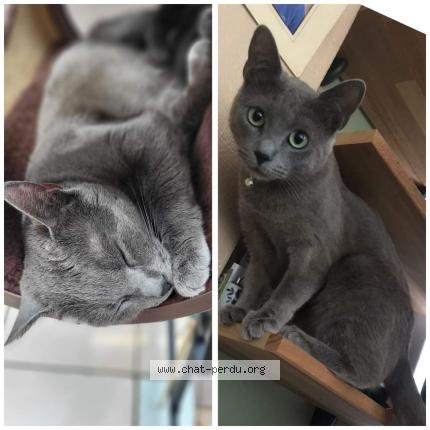 Foto 1/1 Kat teruggevonden Vermist in Tienen