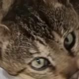 Picture of cat lost at Les Mureaux