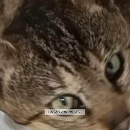 Photo 1/5 shar khan Chat lost in Les mureaux