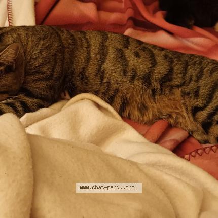 Photo 2/5 shar khan Chat lost in Les mureaux