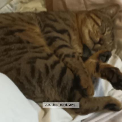 Photo 3/5 shar khan Chat lost in Les mureaux