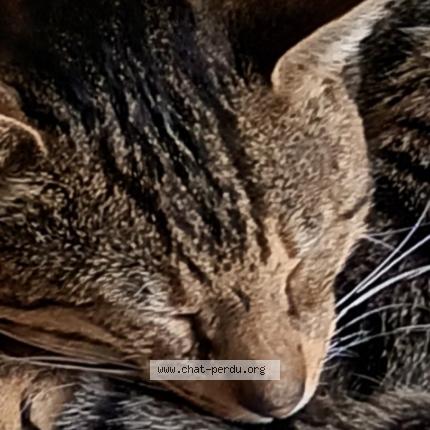 Photo 4/5 shar khan Chat lost in Les mureaux