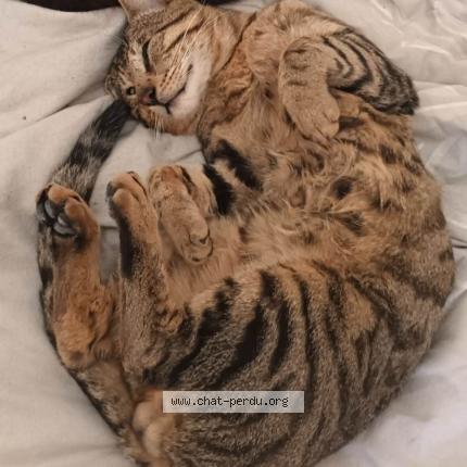 Photo 5/5 shar khan Chat lost in Les mureaux