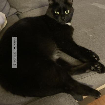 Photo 1/1 Prune Chat lost in Horrues