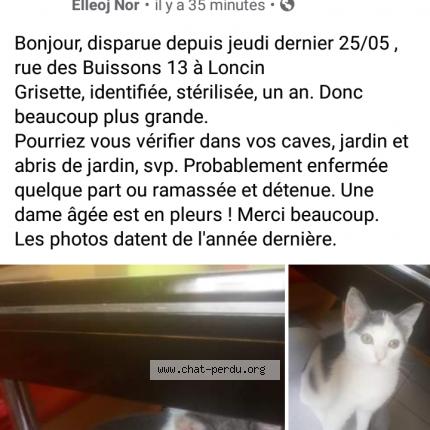 Foto 1/1 Kat teruggevonden Vermist in Loncin
