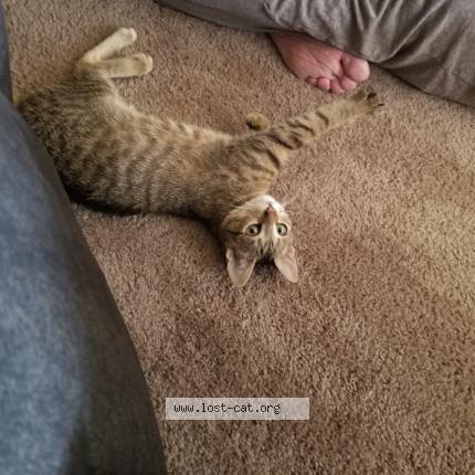 Picture of cat lost at St Paul