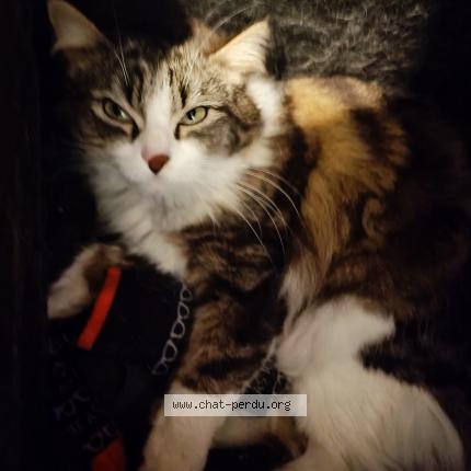 Foto 1/1 Kat teruggevonden Gevonden in Saint Josse