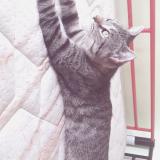 Photo of a cat found in Fort De France