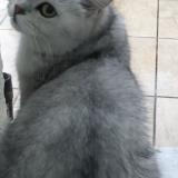 Picture of cat lost at Lognes