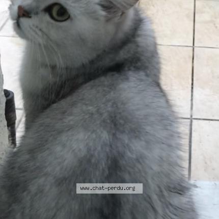 Photo 1/1 Mila Chat lost in Lognes