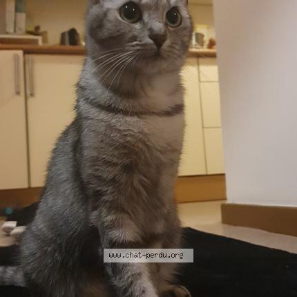 Foto van vermiste kat in Schaerbeek